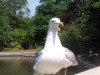 Seagull.JPG